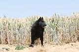 SCHIPPERKE 083